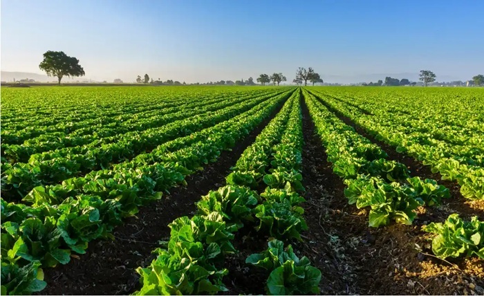 Building Resilient Agricultural