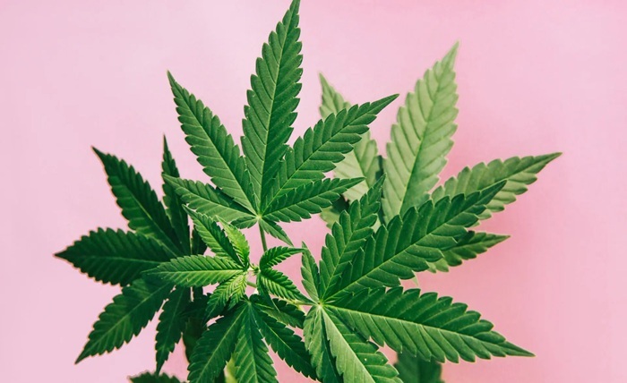 Cannabis